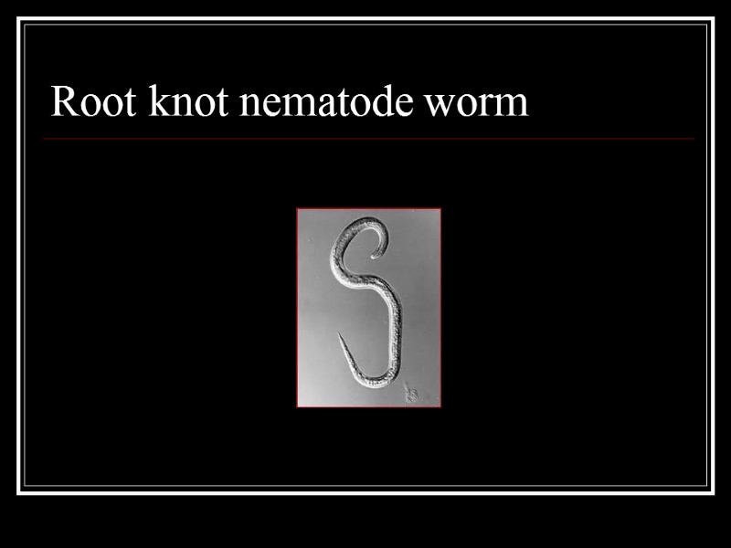 Root knot nematode worm